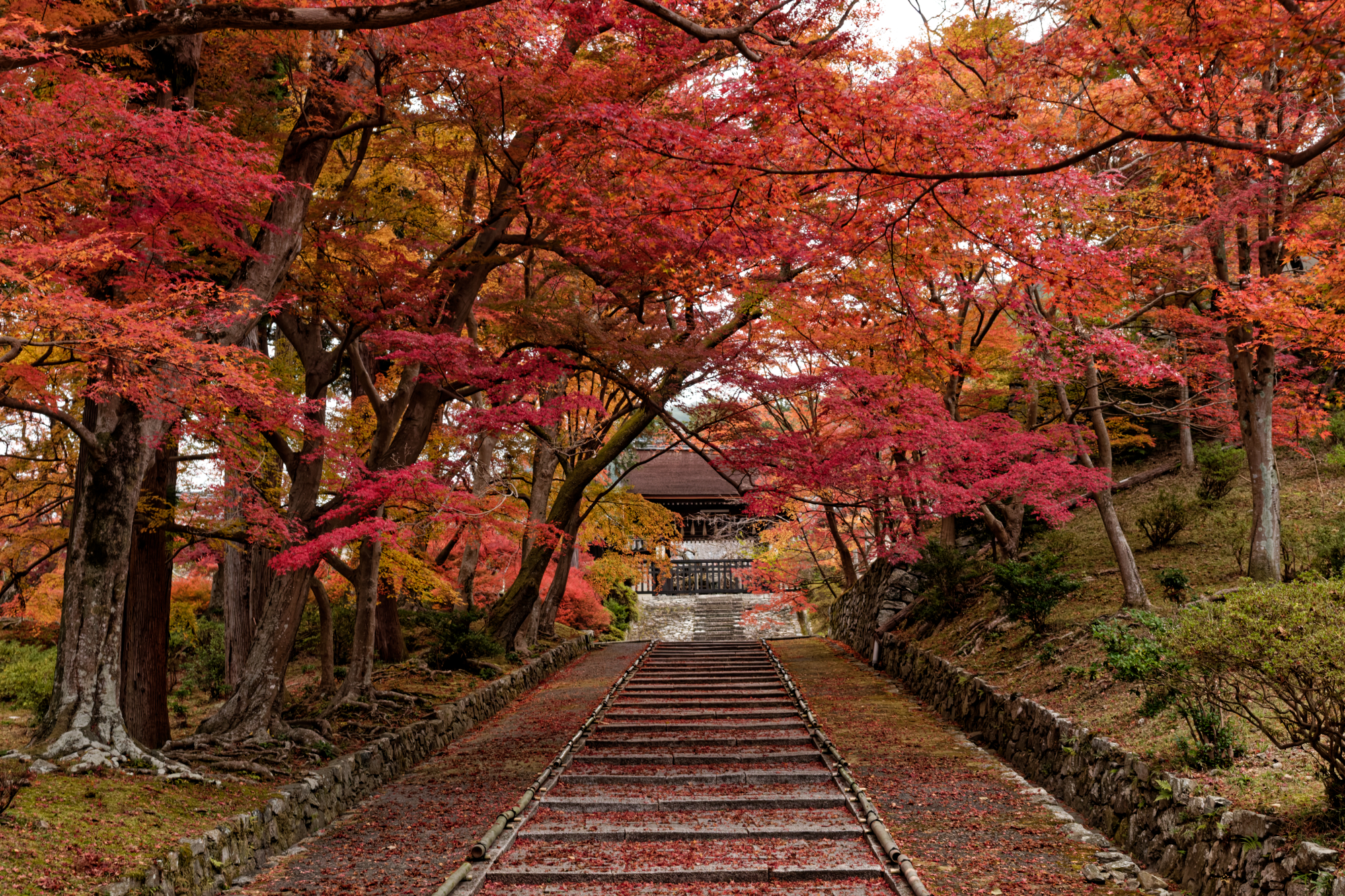 毘沙門堂門跡の石段と参道を覆う秋の紅葉