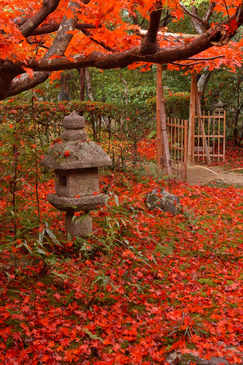 厭離庵の庭に広がる赤い紅葉と散りもみじ、苔に囲まれた石灯籠と木戸