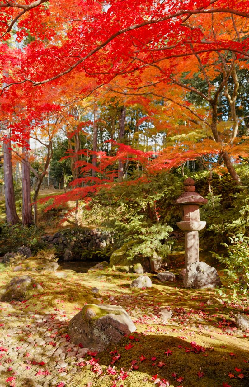 栄摂院の苔庭を彩る紅葉と石灯籠